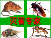 怎樣預(yù)防老鼠？